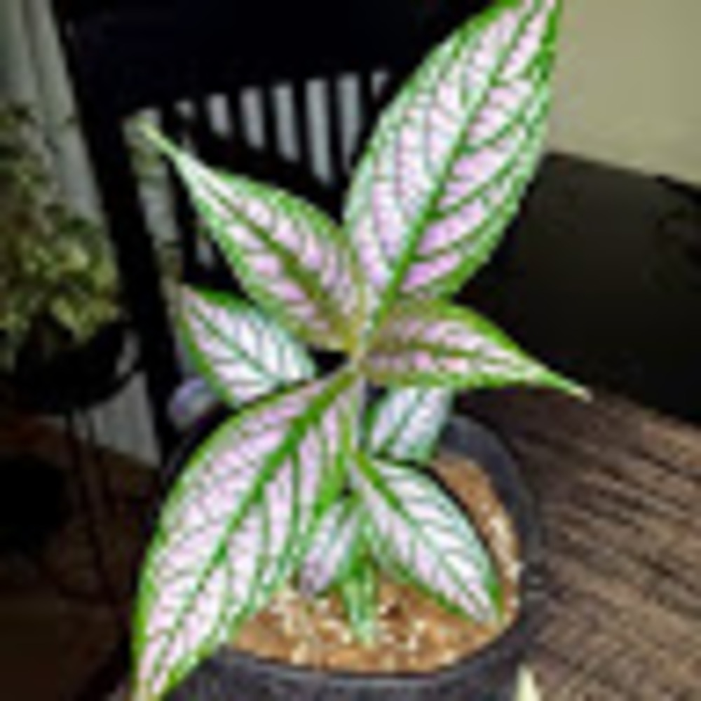 Meet your Posher, Rayeofsunshine